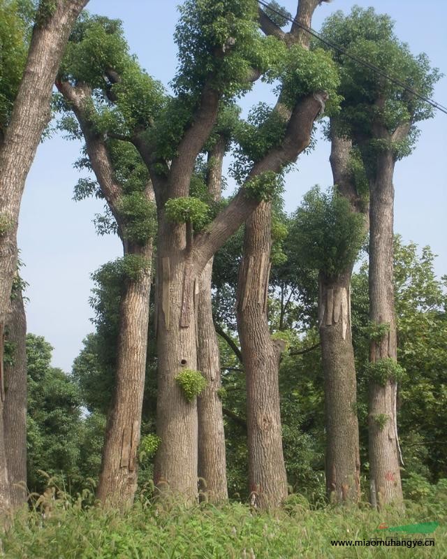 香樟、桂花、無(wú)患子、欒樹(shù)、紅梅、樸樹(shù)等