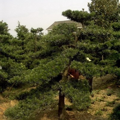 桂花樹(shù)、羅漢松、蘇鐵、棕櫚、香樟及各種花卉苗木