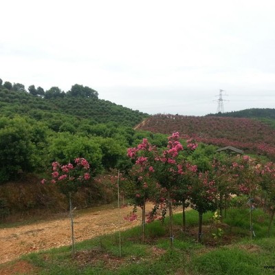 各種規(guī)格精品楊梅樹兩萬株，香樟一萬株，四川紅花紫薇，羅漢松，