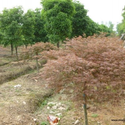 超杰園林苗圃高速公路動遷，桂花、紅花繼木樁、香樟、香櫞等出售