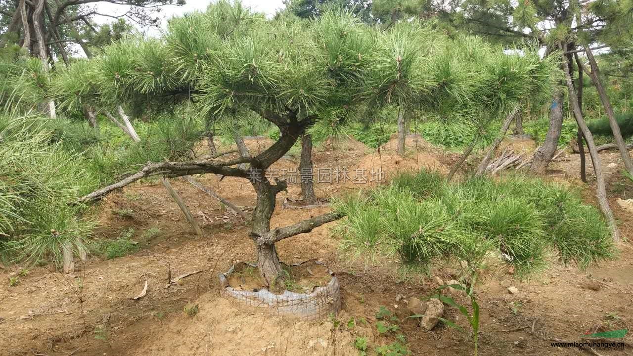 山東造型油松供應(yīng) 山東造型黑松照片實(shí)地實(shí)拍