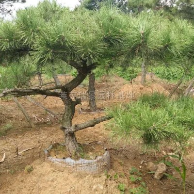 山東造型油松供應 山東造型黑松照片實地實拍