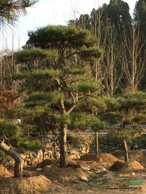 山東萊蕪供應(yīng)各種造型油松，造型景觀松，迎客松