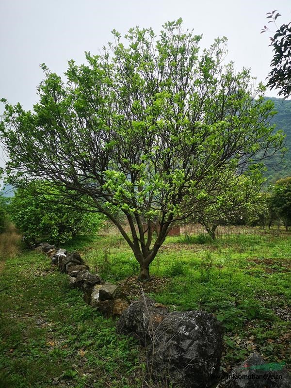 廣西桂林供應(yīng)柚子樹，柚子樹袋苗，假植苗