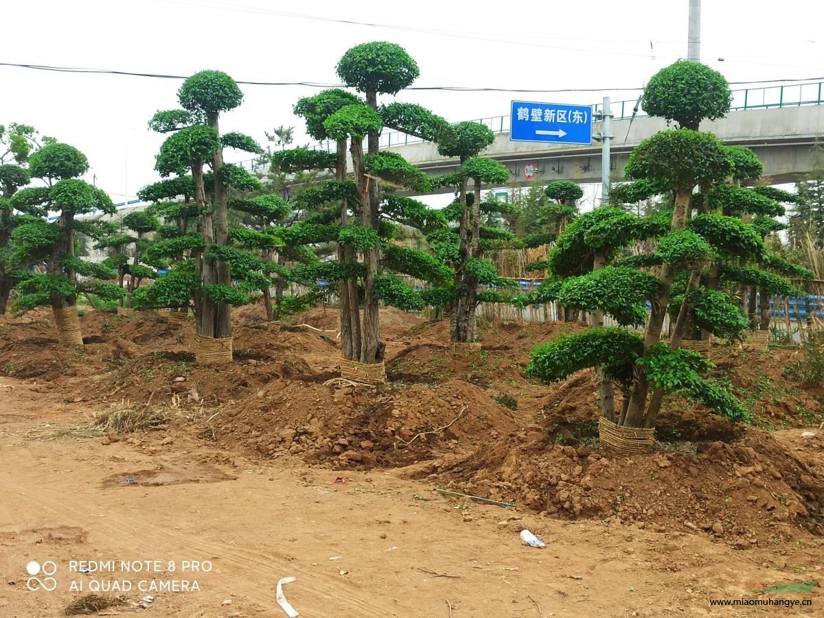 造型油松及小葉女貞造型