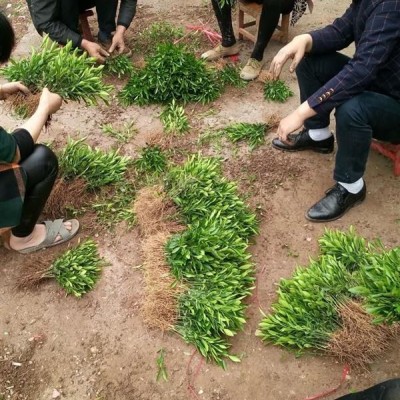 2019年四川紅寶石袖子苗 泰國紅寶石柚子苗