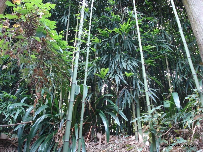 四方竹、竹柏，山茶花、桂花