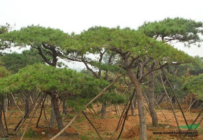 安徽造型油松_易種植的造型油松*