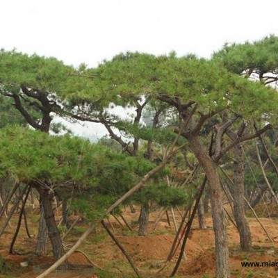 安徽造型油松_易種植的造型油松*