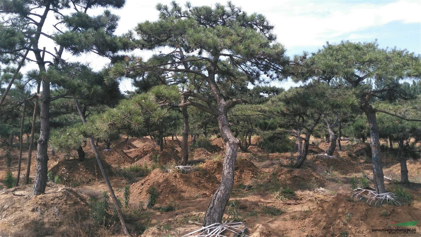 造型油松—優(yōu)質(zhì)造型油松價格—精品造型景觀油松樹基地