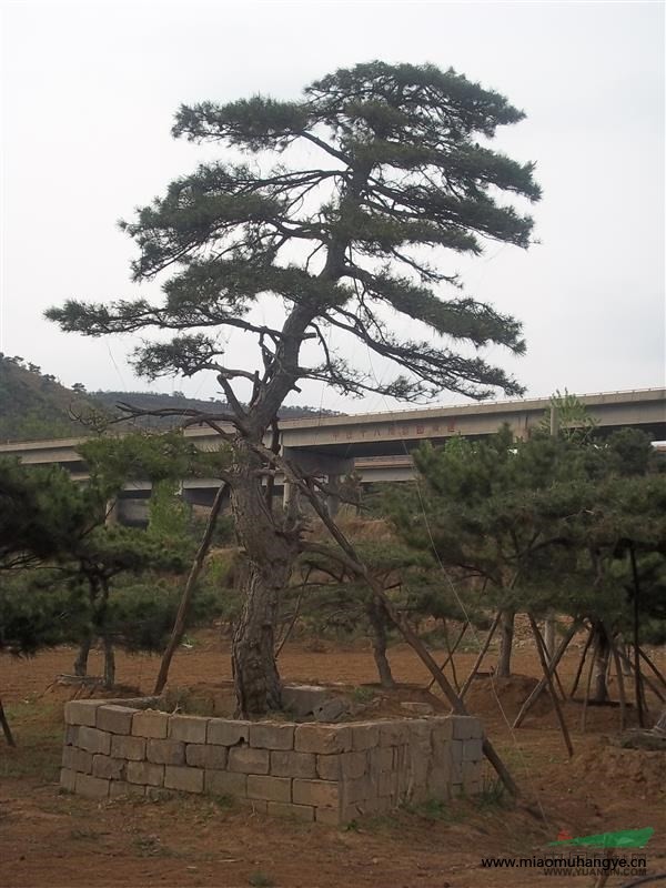 造型油松.大樹古樹.黑松.赤松.盤景.柿子樹.