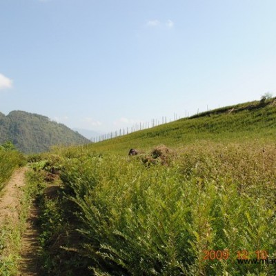 醉香含笑供應/醉香含笑圖片