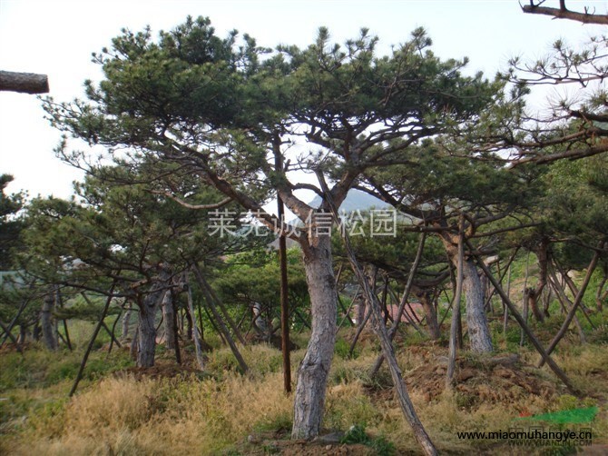 高端大氣上檔次 山東油松黑松精品黑松 造型黑松 園林供應(yīng)