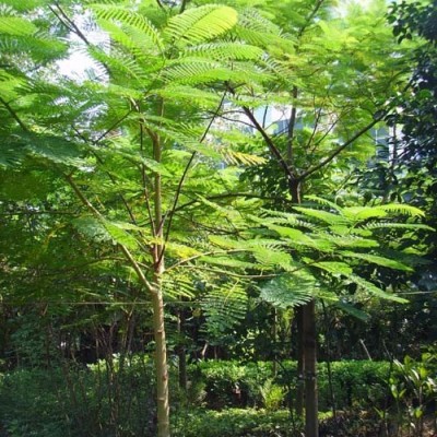 華棕 中東海棗（銀海棗），加拿利海棗，老人葵，布迪椰子