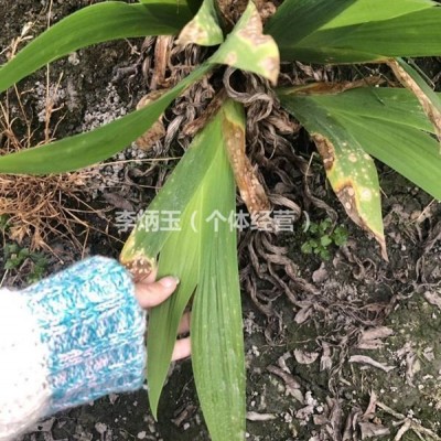 米徑15-20公分白玉蘭批發(fā)基地.白玉蘭基地種植出售