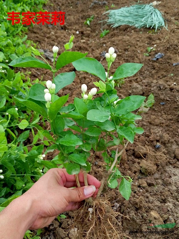 白蘭花、黃桷蘭、白玉蘭