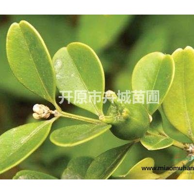 出售遼寧白樺樹(shù)，圃地白樺樹(shù)，定植白樺成活率高