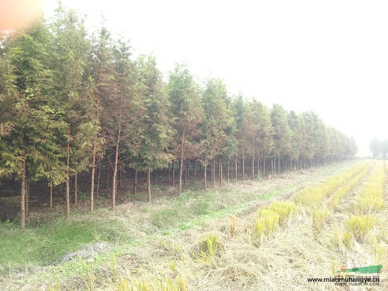 湖南池杉，優(yōu)質(zhì)池杉，低價(jià)供應(yīng)池杉，池杉供應(yīng)，*實(shí)惠的池杉