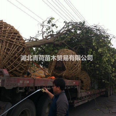 苗圃對(duì)節(jié)白蠟樁景、刺冬青樁，精品桂花急需處理，欲購從速。