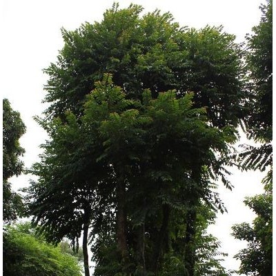 盆景（相思、白蠟、榆樹(shù)、羅漢松等）