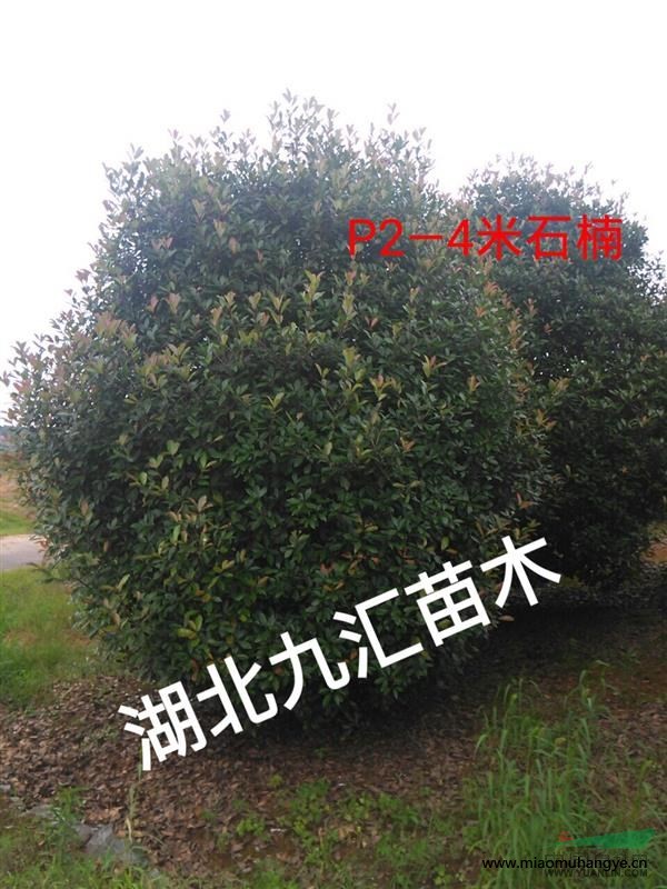 紫微,櫻花,石楠,垂柳,大葉女貞,松柏,池杉,紅梅,茶梅