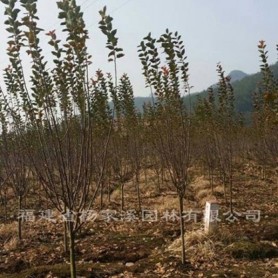 福建紅白玉蘭種苗基地 玉蘭長期大量低價供應