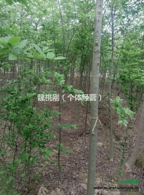 江蘇地區(qū)自產(chǎn)自銷池杉