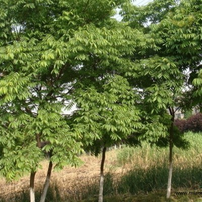 大量供應(yīng)落羽杉，中山杉，池杉，水杉，5一15公分