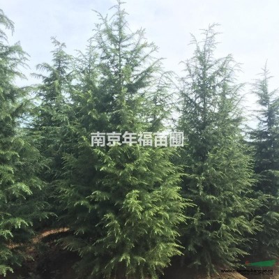 江蘇低價黃連木 精品黃連木基地 黃連木批發(fā)/供應