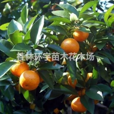 常年出售紅楓紅小袖紅大袖等，規(guī)格2-30公分