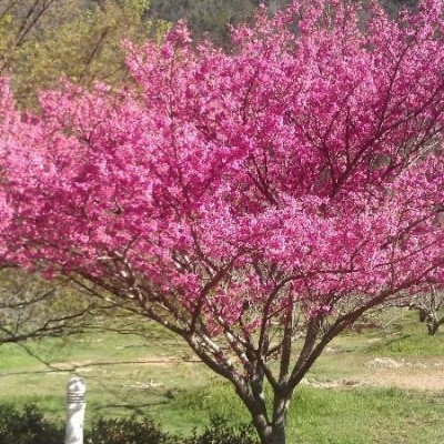 大量供應(yīng)阿里山紅櫻花