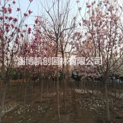 淄博15公分柳樹種植基地-臨淄凱創(chuàng)園林生機盎然