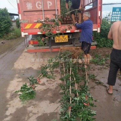 金葉榆_金葉榆批發(fā)商_金葉榆種植基地