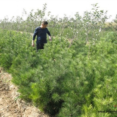 供應(yīng)櫻桃苗 櫻桃樹(shù) 山西大紅櫻桃 櫻桃的好處 櫻桃銷售