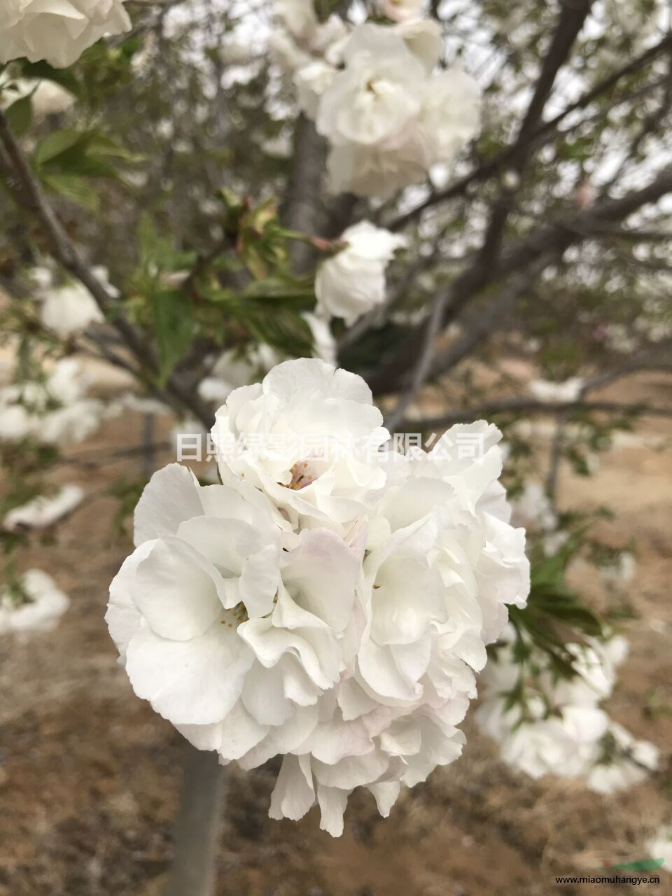 山東八重紅彼岸櫻花報(bào)價(jià)怎么樣 日照八重紅櫻走勢(shì)