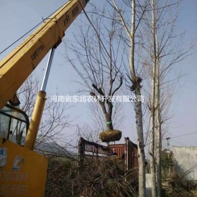 紫荊小苗，河南巨紫荊小苗正在熱銷中