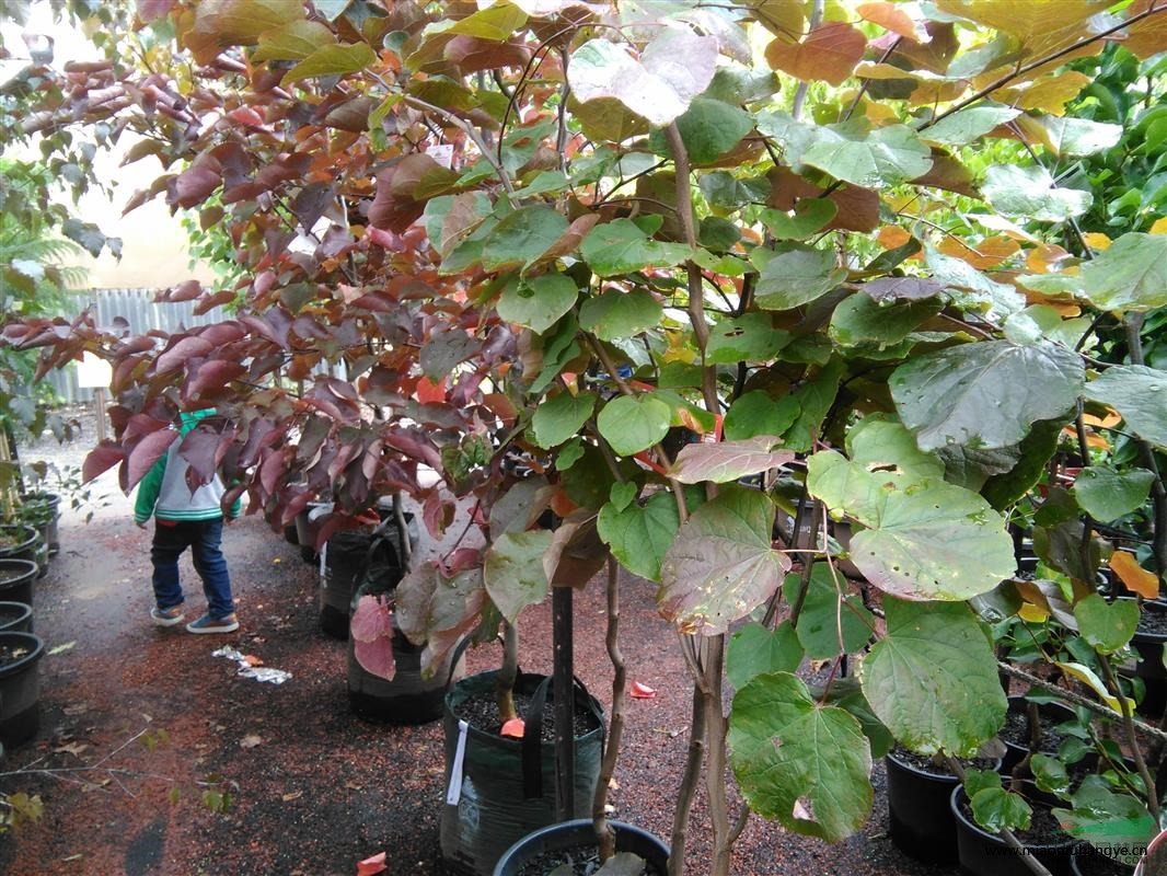 巨紫荊小苗、獨(dú)干巨紫荊