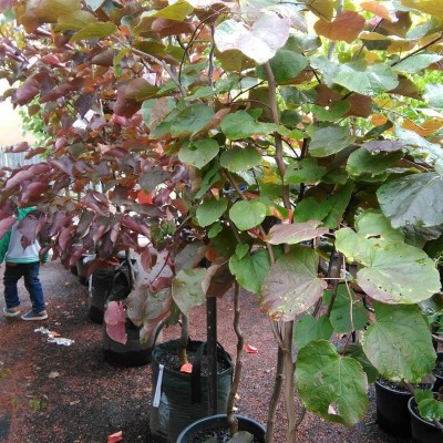 巨紫荊小苗、獨(dú)干巨紫荊