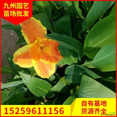 福建芒果苗價格 優(yōu)質(zhì)芒果苗基地批發(fā) 今年芒果苗價格怎么樣