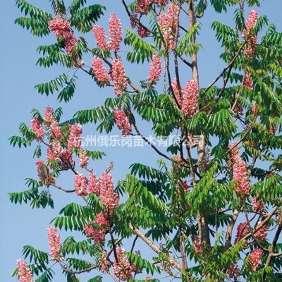 美國(guó)紫樹（Nyssa sylvatica ）、*苗木