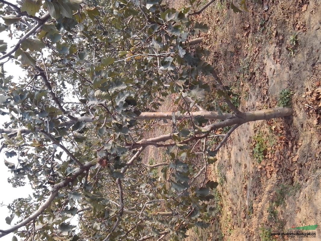 山西苗圃占地蘋果樹價(jià)格桃樹圖片果梨樹哪里有果樹哪里便宜