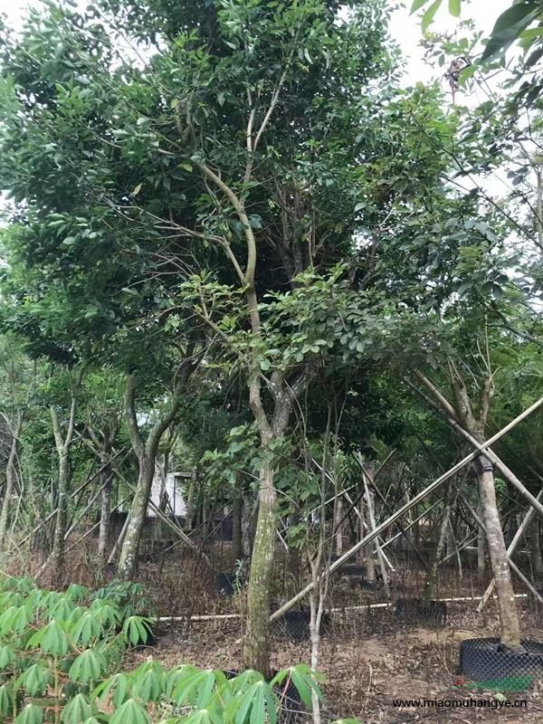 藍(lán)花楹、黃花風(fēng)鈴、美麗木棉、人面、小葉榕、大樹菠蘿、老人葵