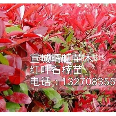 美國(guó)紅楓紅點(diǎn)扦插苗