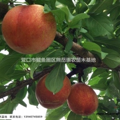 遼寧大紅袍李子苗 純正大紅袍李子樹苗品種全價(jià)格低