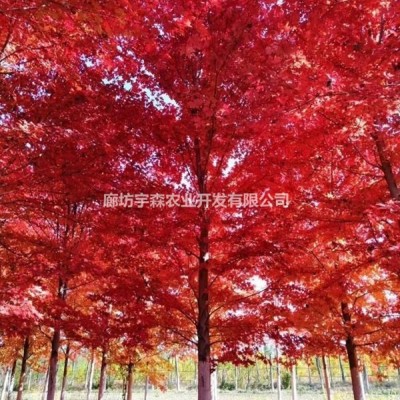 28公分美國紅楓秋日夢幻