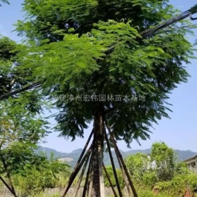 福建供應(yīng)芒果2規(guī)格*