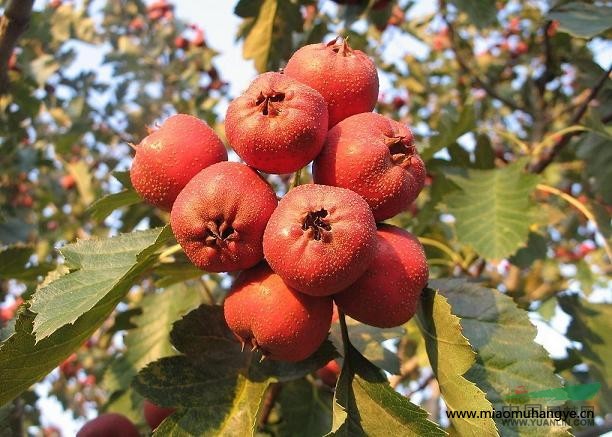 產(chǎn)銷紅南果梨樹苗 遼寧矮當(dāng)梨樹苗 熊岳蘋果梨樹苗生產(chǎn)錦豐梨苗