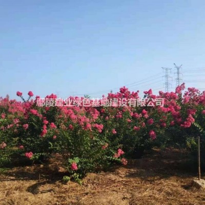 河南鄢陵 美國(guó)紅楓種植基地