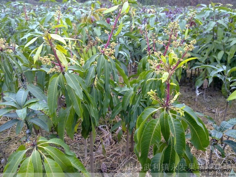 芒果苗 龍眼苗 荔枝苗