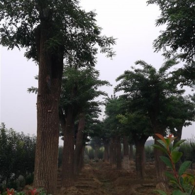 山東地區(qū)出售木瓜樹 胸徑8-10CM 1000棵